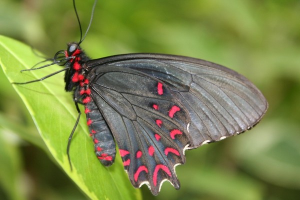 Superbes papillons