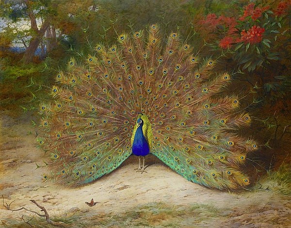 Superbes peintures d'oiseaux