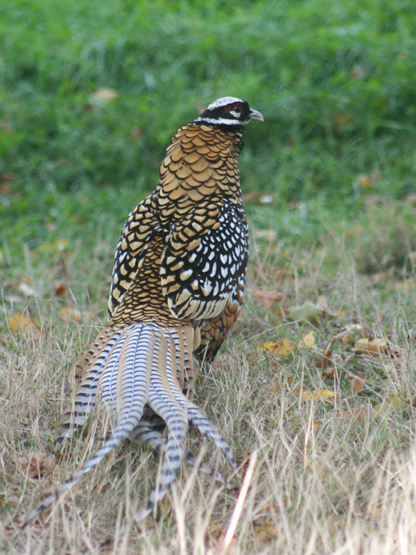 Superbes images d'oiseaux