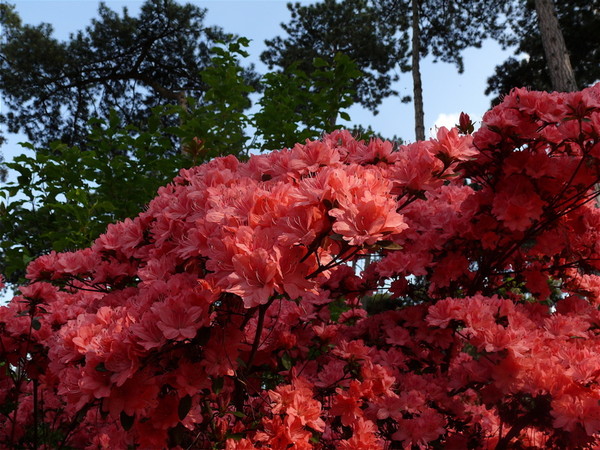 Paysages -Printemps -Eté