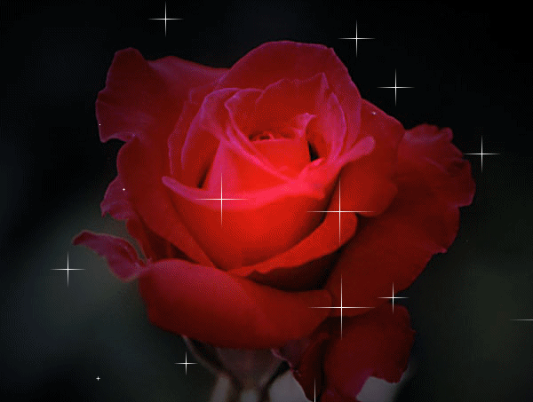 Rose (gif)