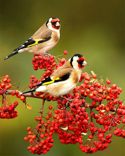 Superbes images d'oiseaux