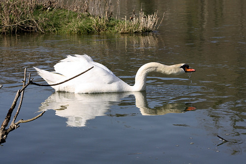 Superbes images d'oiseaux