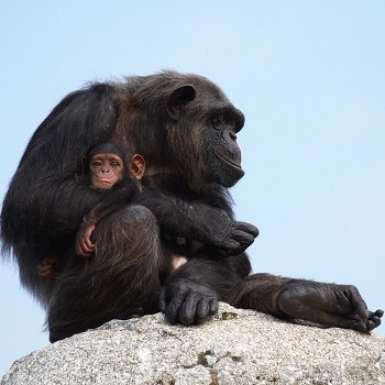 Belle famille