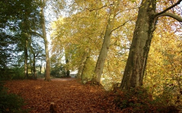 Paysage d'automne