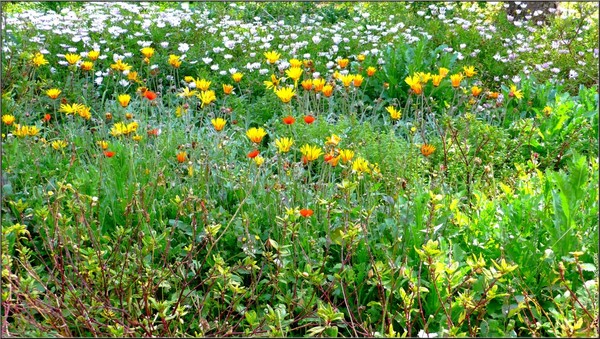 Paysages -Printemps -Eté