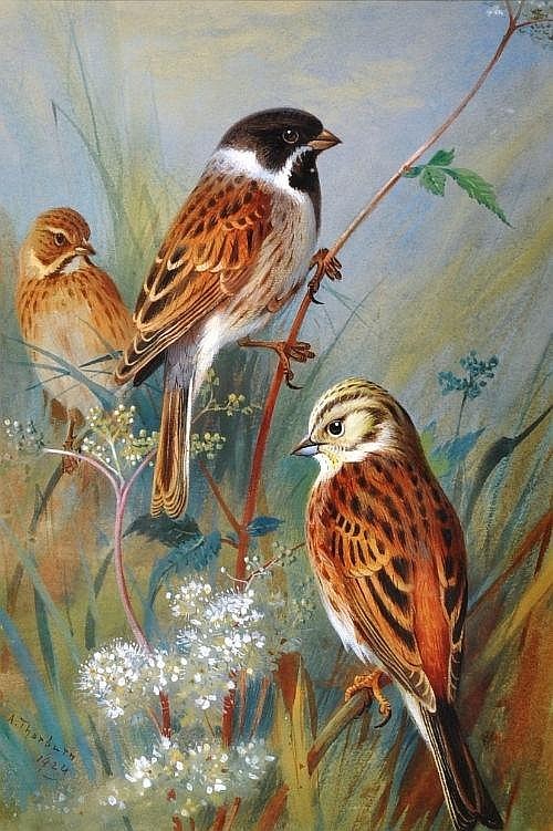 Superbes peintures d'oiseaux