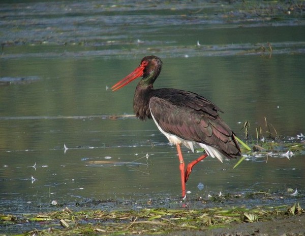 Superbes images d'oiseaux