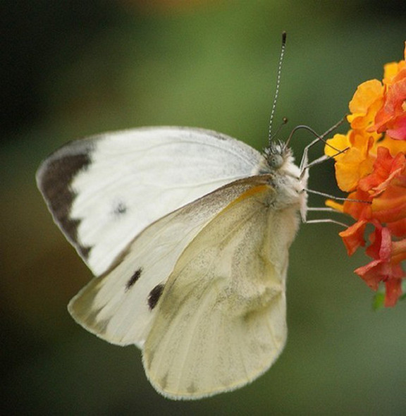 Superbes papillons