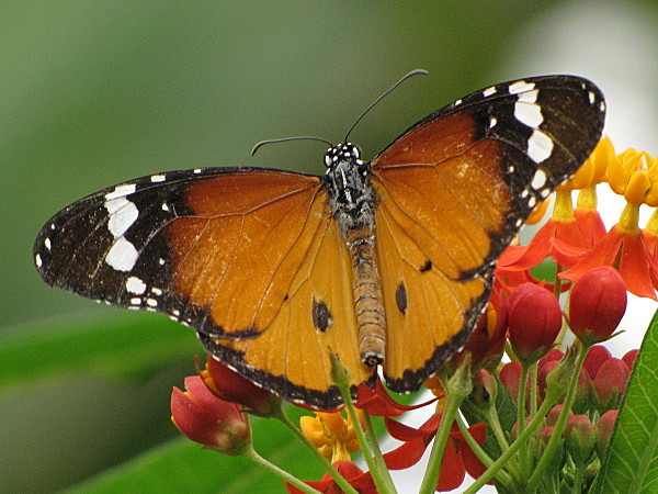 Superbes papillons