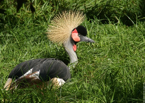 Superbe image d'oiseaux