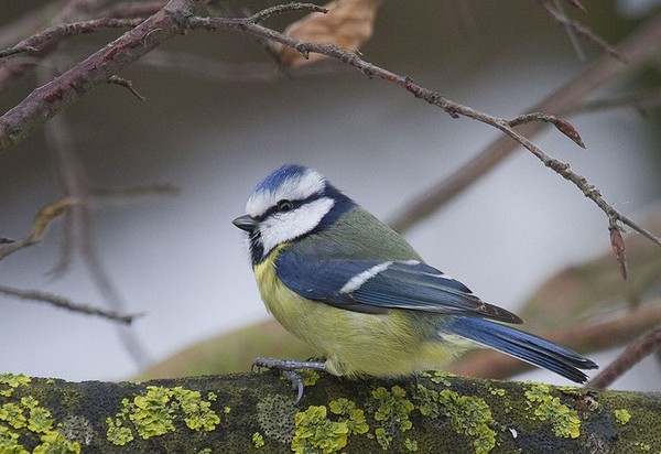 Superbes images d'oiseaux