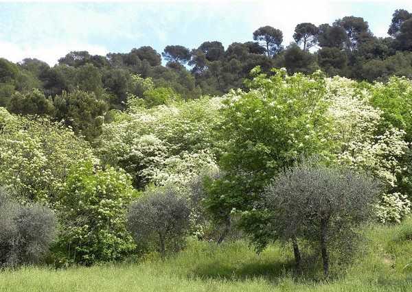 Paysages -Printemps -Eté