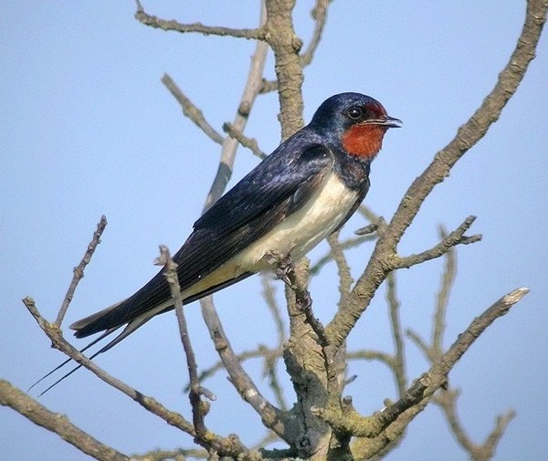 Superbes images d'oiseaux