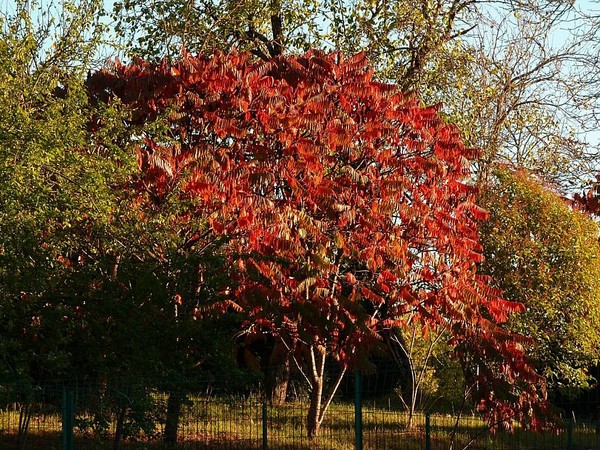 Paysages d'automne