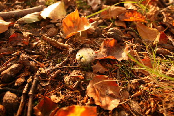 Couleurs et parfums d'Automne