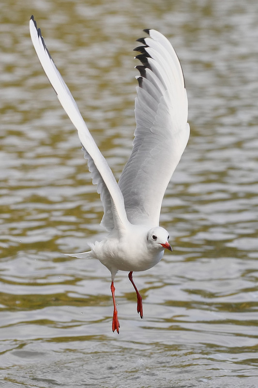 Superbes images d'oiseaux