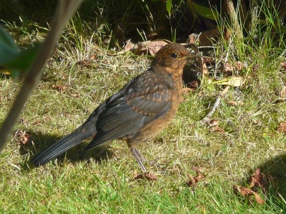 Superbes images d'oiseaux