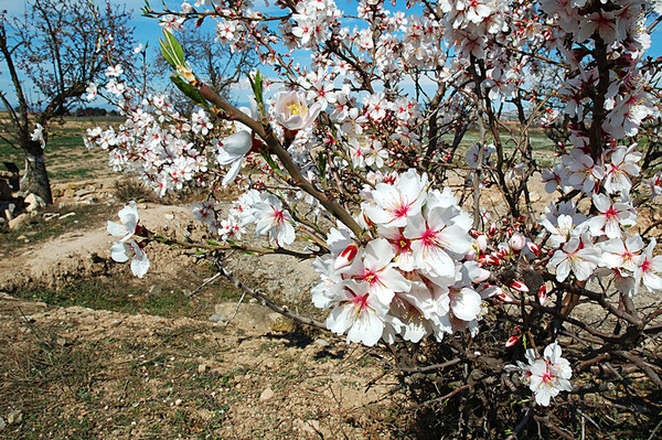 Paysages -Printemps -Eté