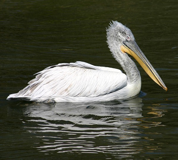 Superbes images d'oiseaux