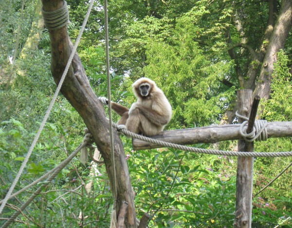 Zoo d'Amiens -2012