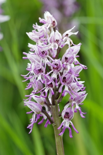 Fleurs d'Orchidées