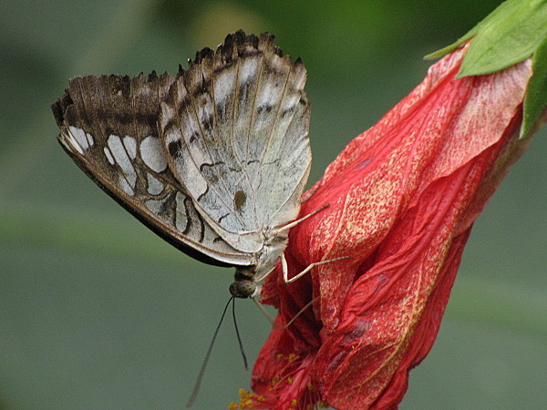 Superbes papillons