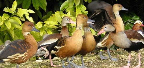 Superbes images d'oiseaux