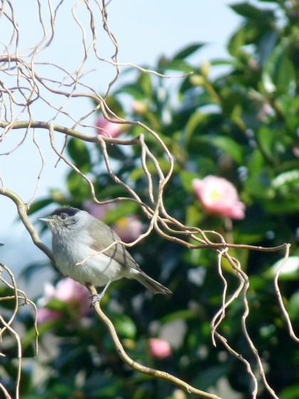 Superbes images d'oiseaux