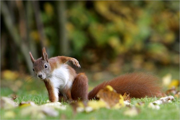 Belles images d'écureuils