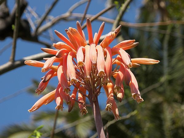 Fleurs de Cactus