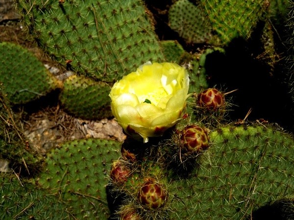 Fleurs de Cactus