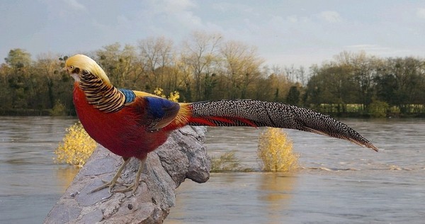 Superbes images d'oiseaux