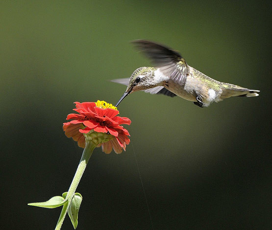 Superbes images d'oiseaux