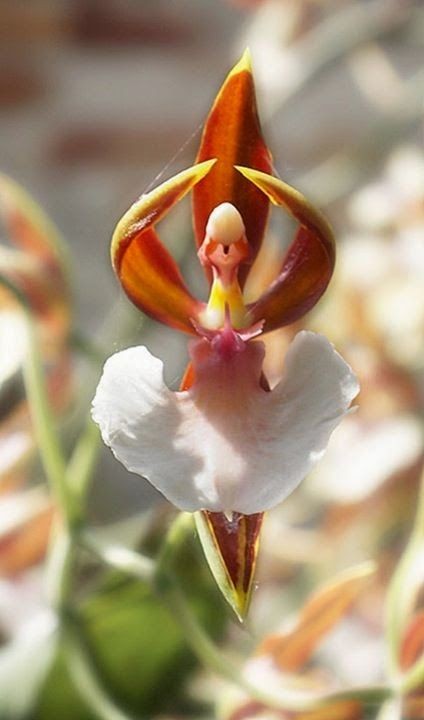 Orchidée insolite