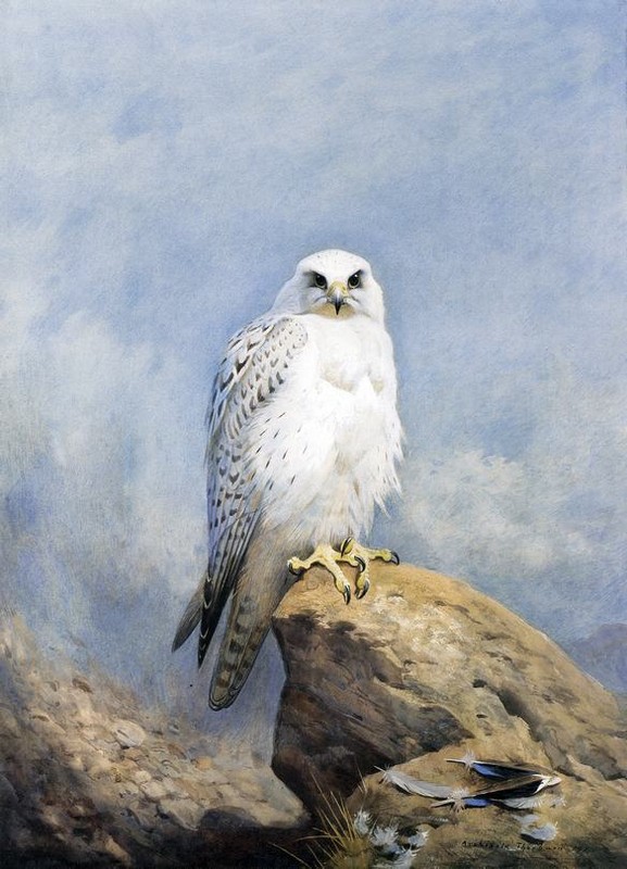 Superbes peintures d'oiseaux