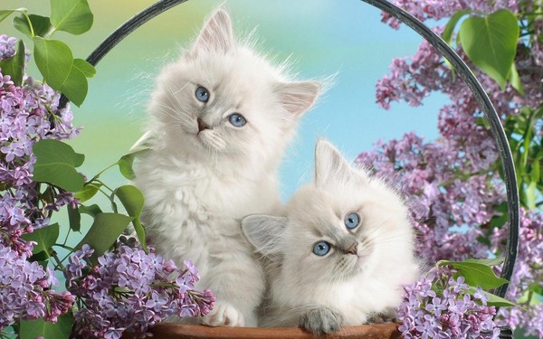 Belle image de chats 