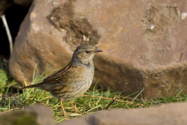 Superbes images d'oiseaux