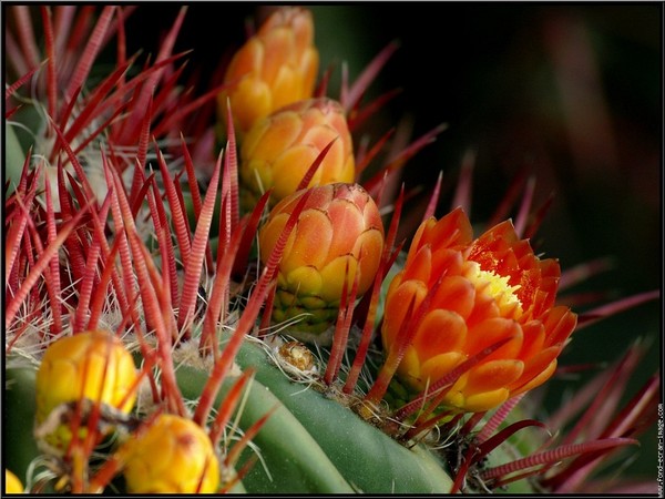 Fleurs de Cactus