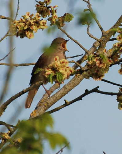 Superbes images d'oiseaux