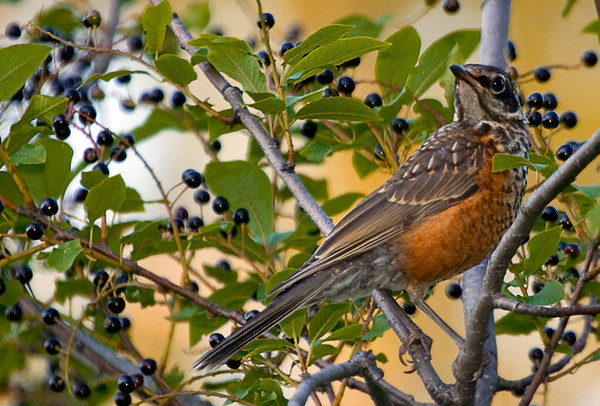 Superbes images d'oiseaux