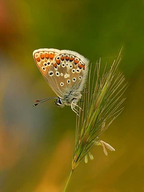 Superbes papillons