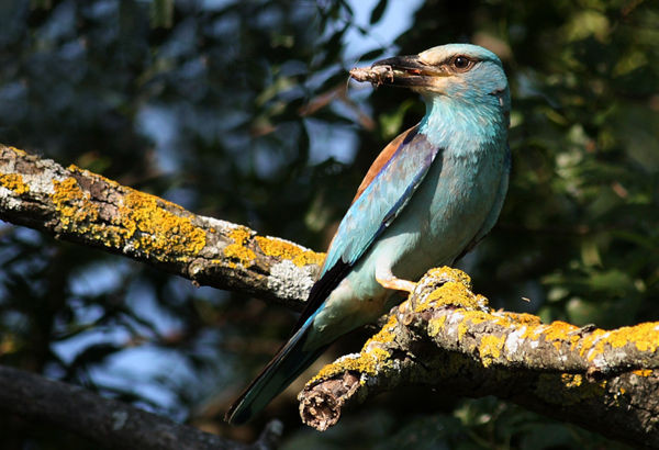 Superbes images d'oiseaux