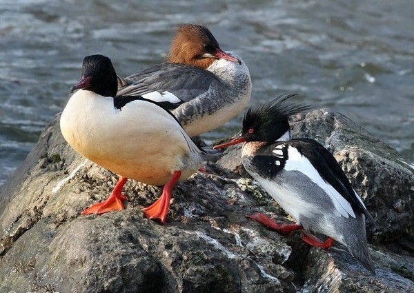 Superbes images d'oiseaux