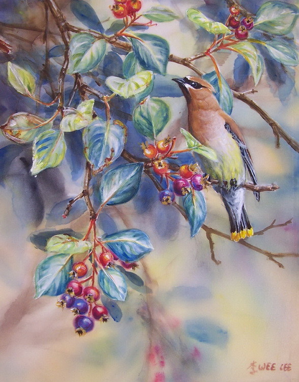 Superbes peintures d'oiseaux