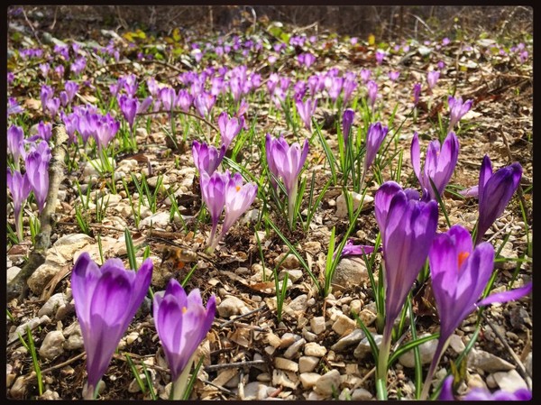 Sous bois au printemps