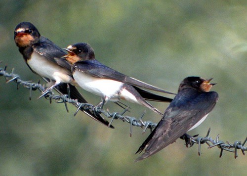 Superbes images d'oiseaux