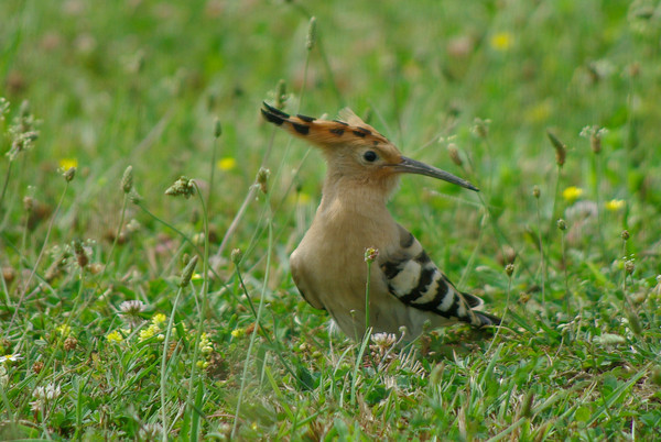 Superbes images d'oiseaux