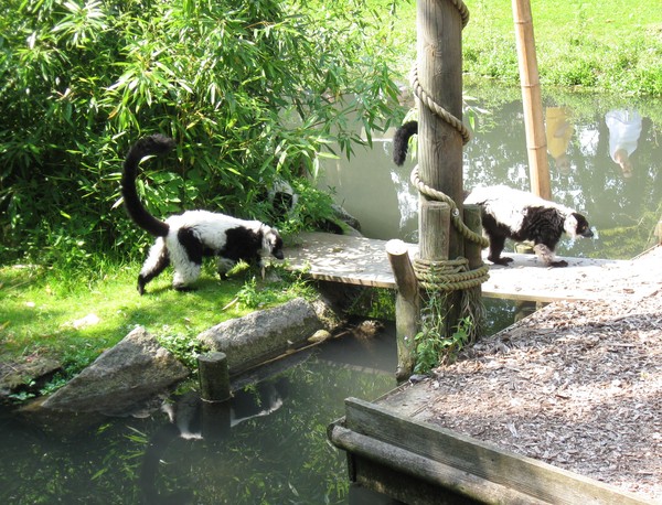 Zoo d'Amiens -2012