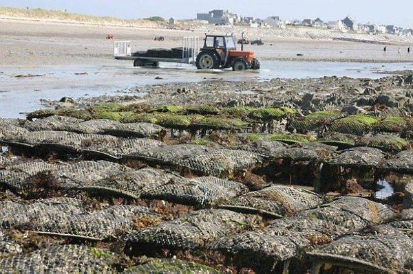 Plage de Basse Normandie (Manche)